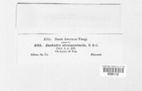 Balansia epichloe image